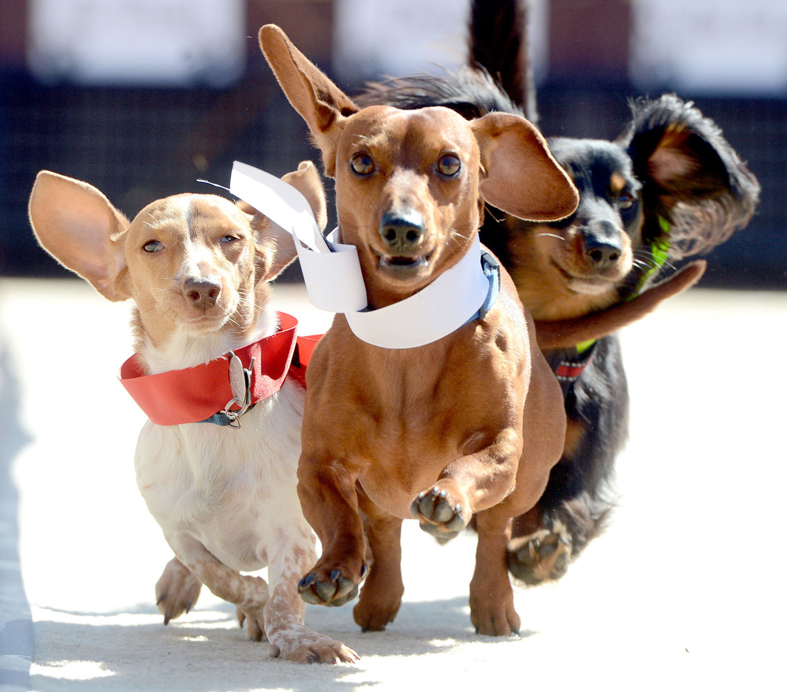 Wiener Fest & Wienerspiel